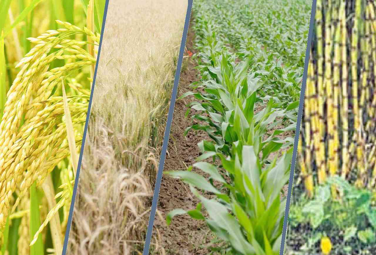 the-government-should-guarantee-the-sale-of-crops